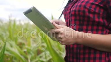 智慧<strong>生态</strong>农业<strong>养殖</strong>理念.. 农民女孩植物研究人员在检查玉米时使用并触摸平板电脑